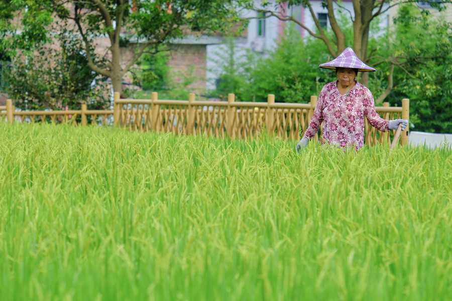 农户在稻田里劳作。林晞华摄
