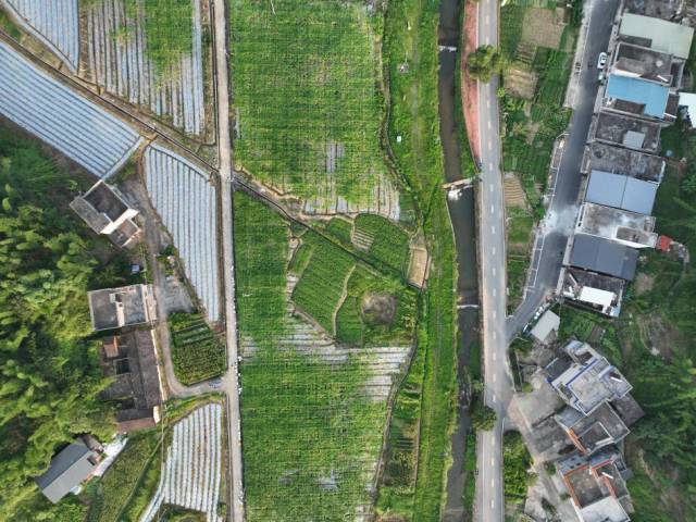 新丰迷你小冬瓜种植基地。