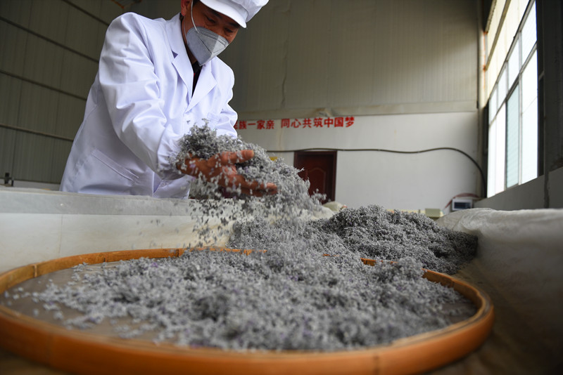 恩施硒旺生态农业专业合作社，工人正在赶制藤茶订单_副本