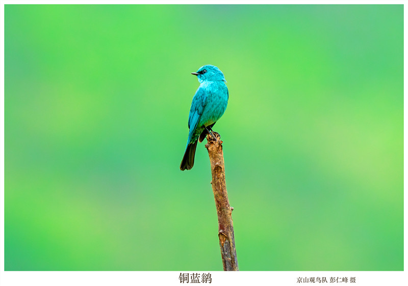 铜蓝鹟 彭仁峰摄_副本