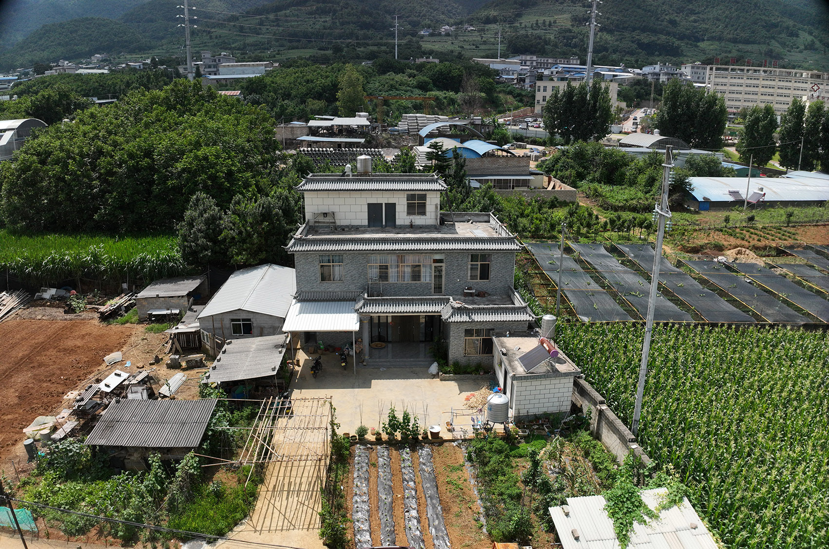 20250729刘建强拍摄于德党镇户乃村大地组1